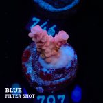 Acropora Rosaria