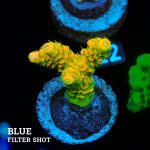 Acropora Millepora 'Solar Flare'