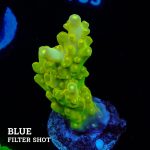 Acropora 'Greenish Jawdropper'