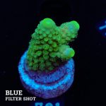 Acropora Gimmifera Fiji