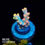 Acropora 'Flaming Sunrise'