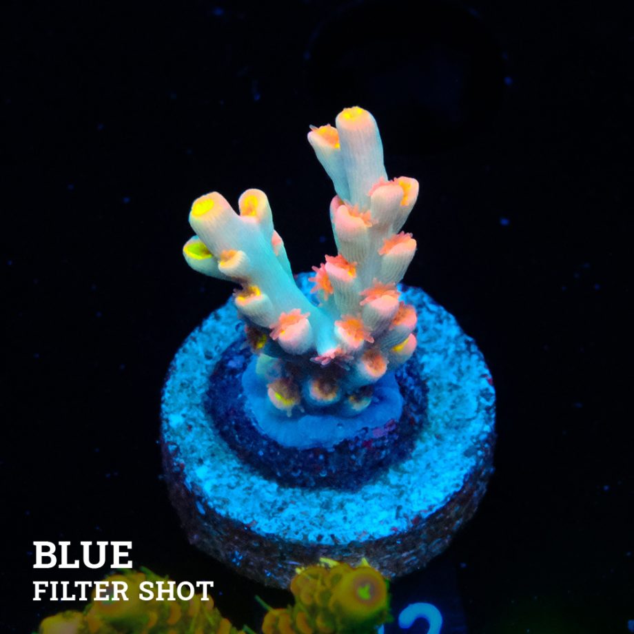 Acropora 'Flaming Sunrise'