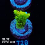 Acropora Millepora 'Solar Flare'