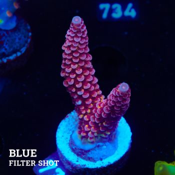 Acropora 'Fluo Bicolor II
