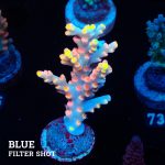 Acropora 'Flaming Sunrise'