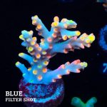 Acropora 'Flaming Sunrise'