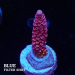Acropora 'Fluo Bicolor II'