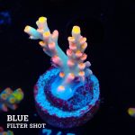 Acropora 'Flaming Sunrise'