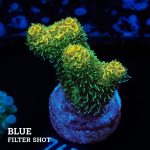 Acropora Millepora