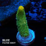 Acropora Millepora