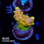 TK Gold Finger