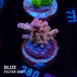 Acropora 'Bronce'