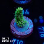 Acropora Millepora