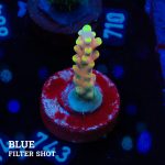 Acropora Latistella 'Bali Shorty'