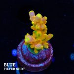 TK Gold Finger