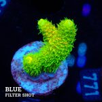 Acropora 'Solar Flare Mille'