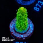Acropora 'Solar Flare Mille'