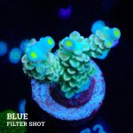 Acropora Tenuis 'Blueish Green'