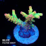 Acropora Microklados 'SSC'