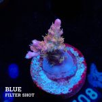 Vivids Confetti