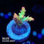 Acropora Microklados 'SSC'