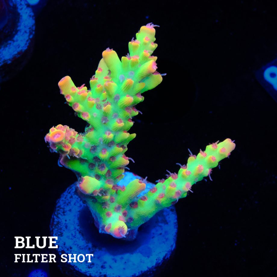 Acropora Microklados 'SSC
