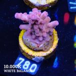 Acropora 'Bronce'