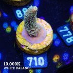 Acropora Millepora