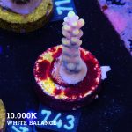 Acropora Latistella 'Bali Shorty'