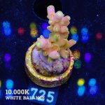 TK Gold Finger