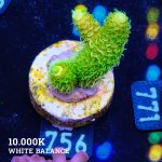 Acropora 'Solar Flare Mille'