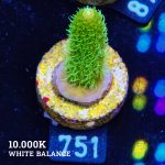 Acropora 'Solar Flare Mille'