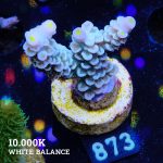 Acropora Tenuis 'Blueish Green'
