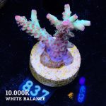 Acropora Microklados 'SSC'