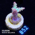 Acropora Microklados 'SSC'
