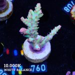 Acropora Microklados 'SSC'