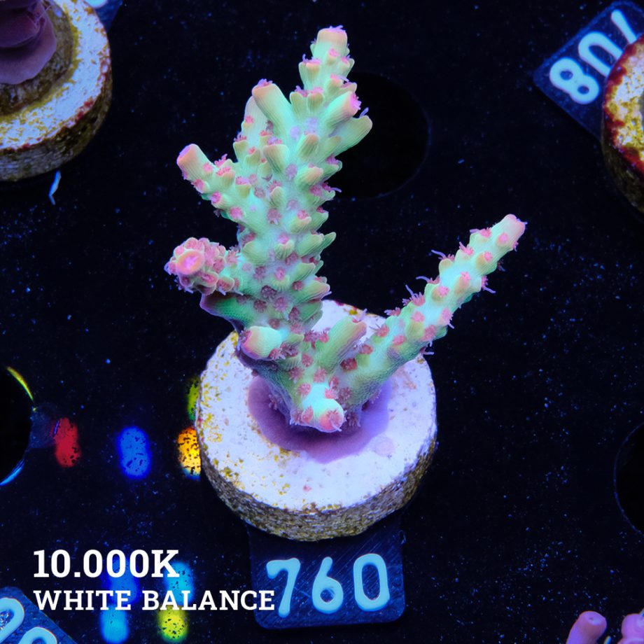 Acropora Microklados 'SSC