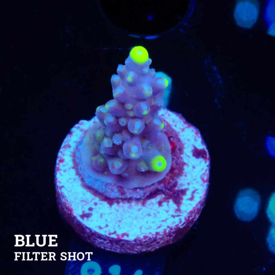Acropora 'Fiji Yellow Tip'