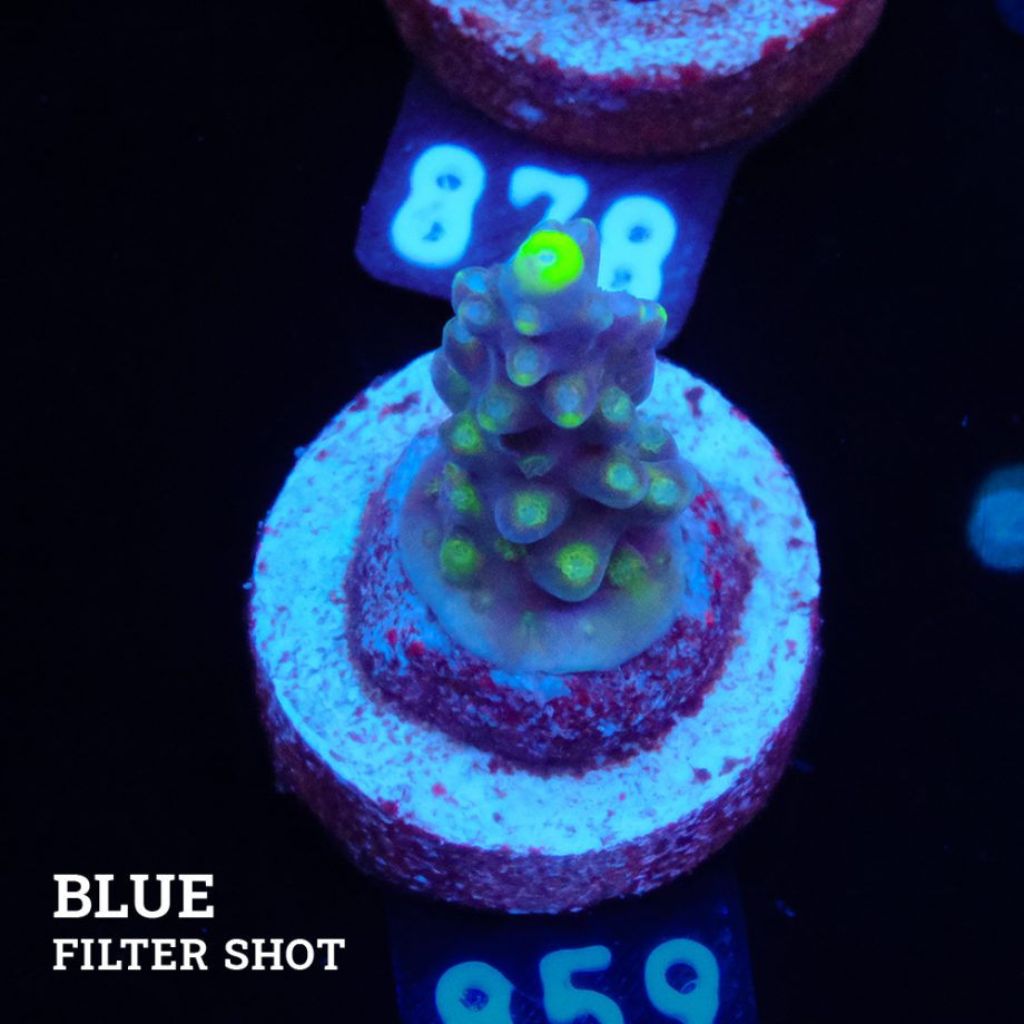 Acropora 'Fiji Yellow Tip'