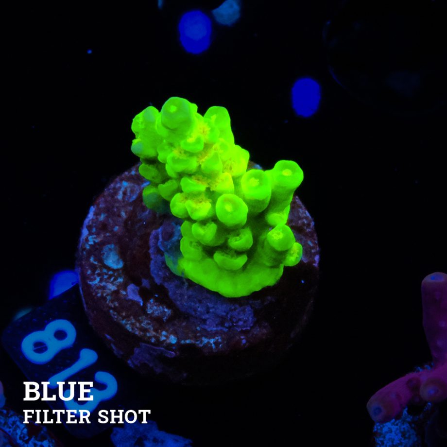 Acropora Batunati B-Ware