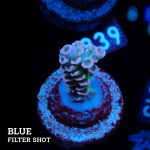 Acropora Tenuis 'Rainbow Morph'