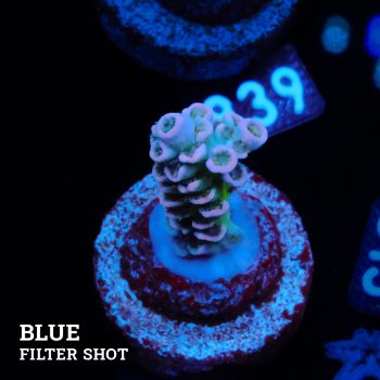 Acropora Tenuis 'Rainbow Morph'
