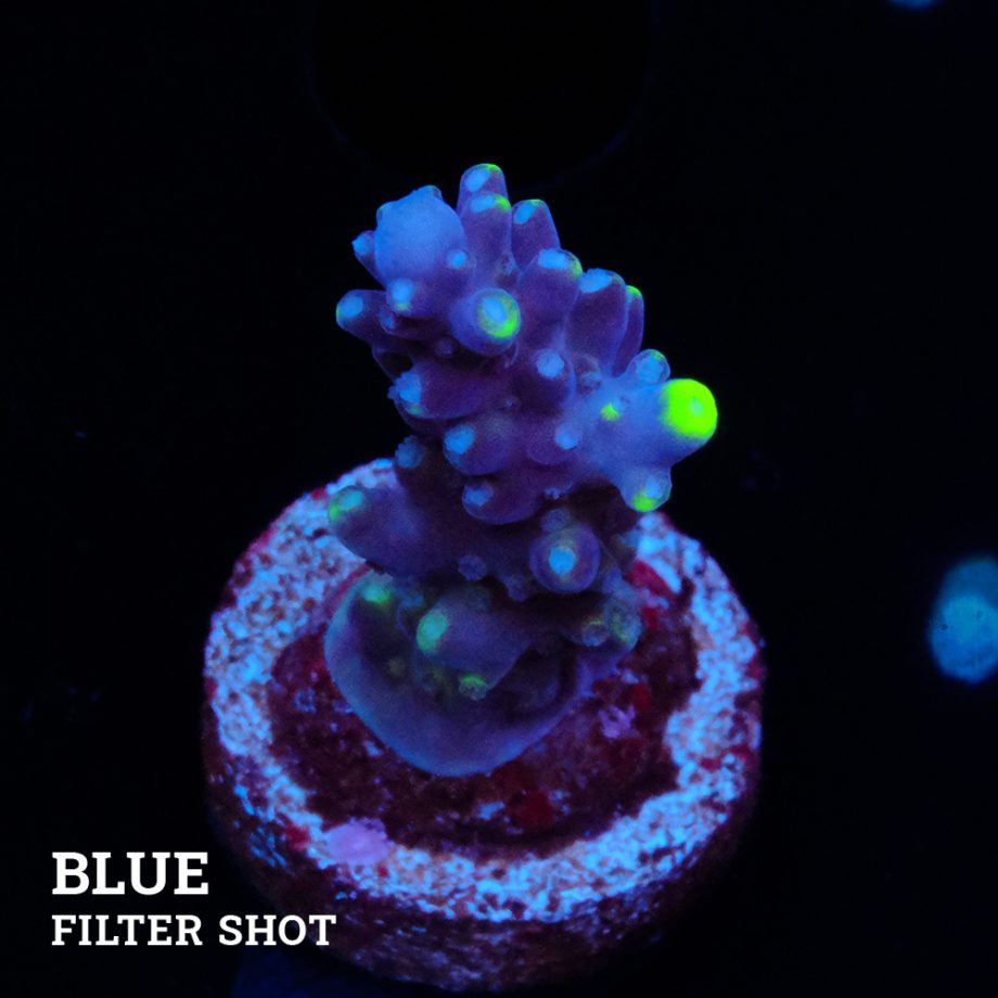 Acropora 'Fiji Yellow Tip'
