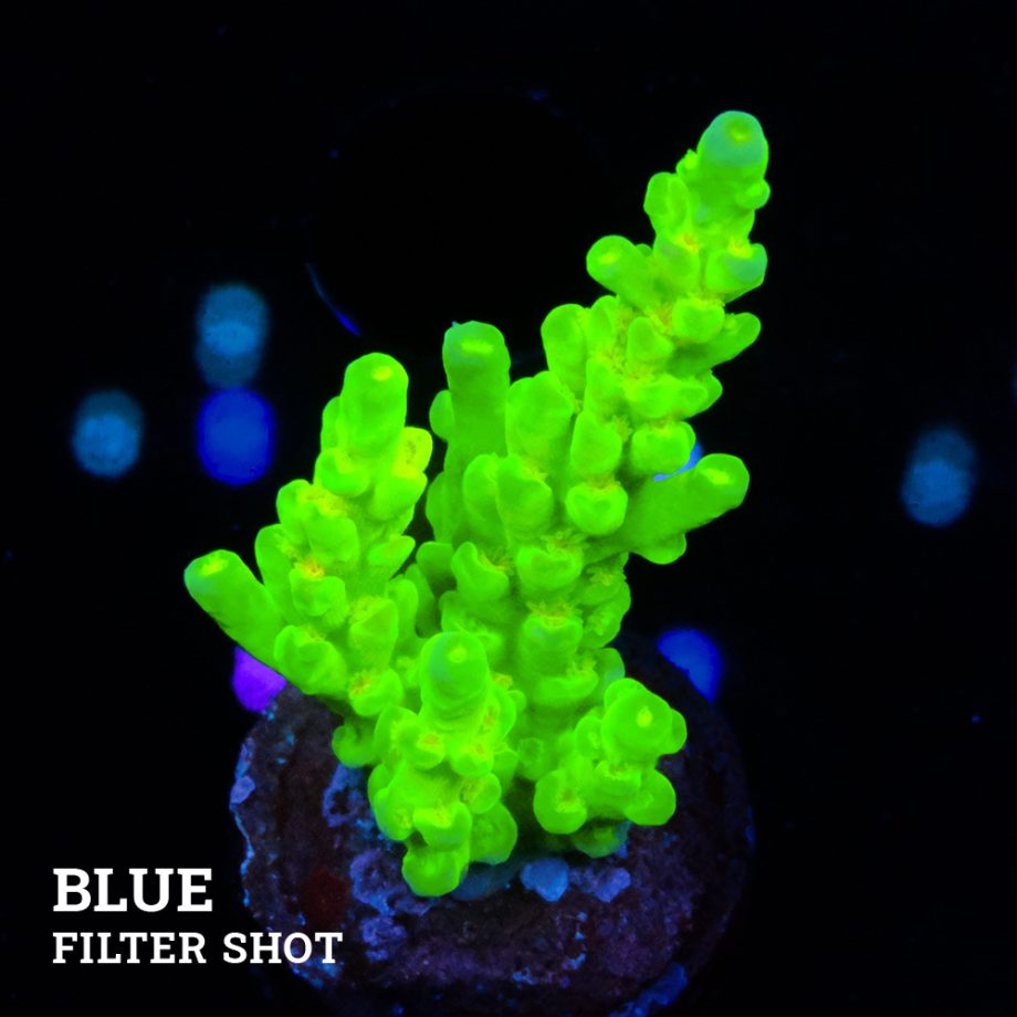 Acropora Batunati