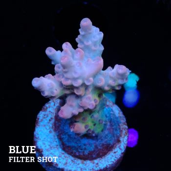 Acropora 'Pale & Rose'
