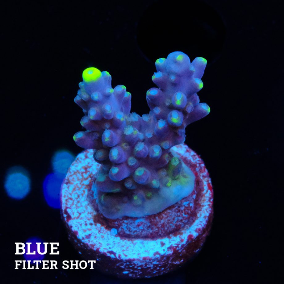 Acropora 'Fiji Yellow Tip'