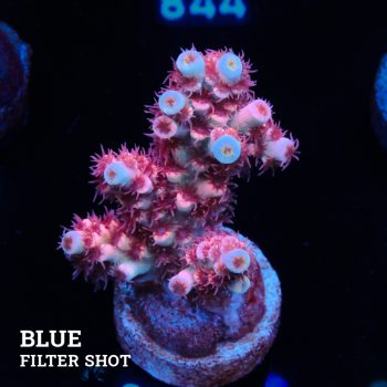 Acropora Tenuis 'Rosa