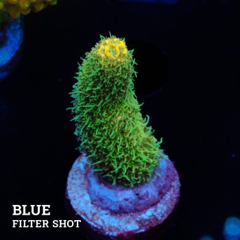 Acropora Millepora