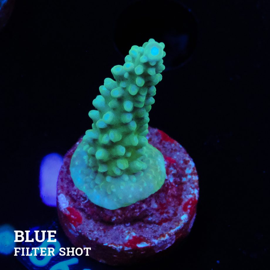 TK Blue Stag