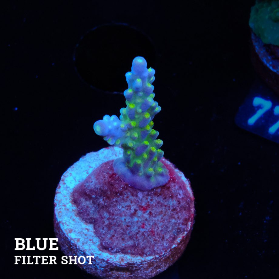 Acropora 'Blue & Green Polyps'